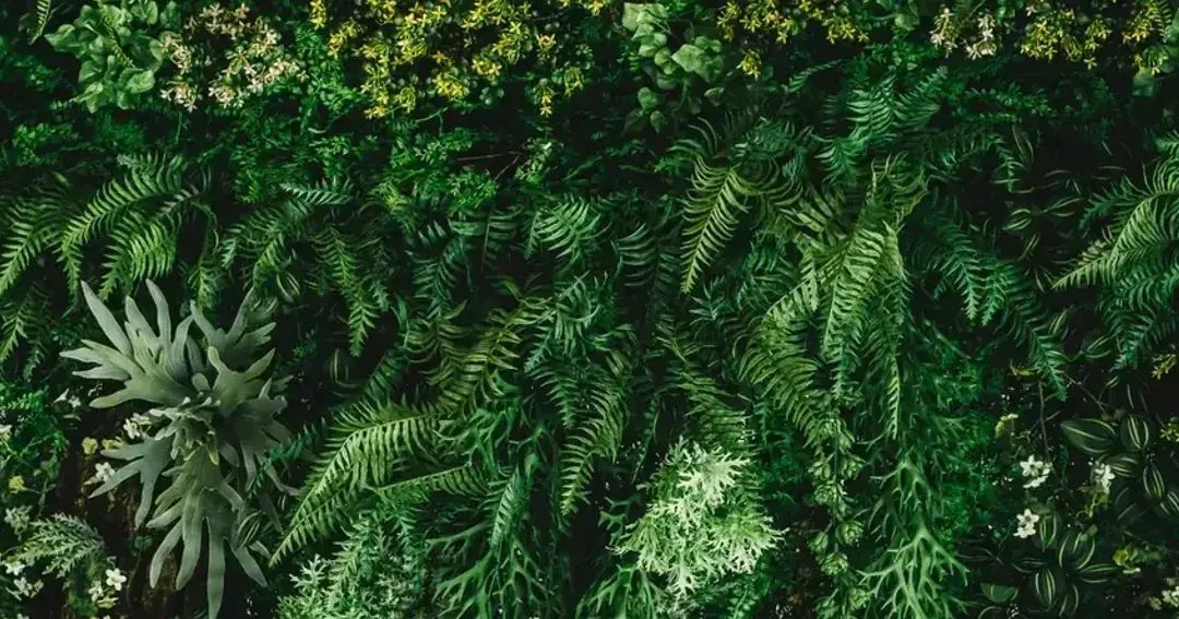 Lush green foliage wall with ferns and small white flowers